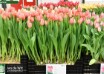 Tulipa Ninja (1)